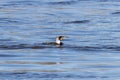 WeiÃÅ¸brustkormoran schwimmt Royalty Free Stock Photo